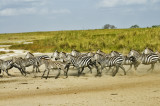 Zebra chase at the watering hole