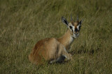 Thompsons gazelle