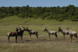 A herd of topi