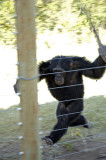 Easel, one of the chimps at Jane Goodall Sanctuary