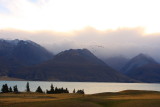 Canadian Geese a long way from home in NZ