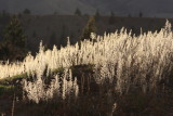 Pretty weeds in morning light - Wanaka NZ