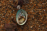 Small Paua shell at Waipapa Point .JPG