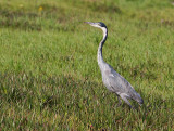 Black-headed Heron