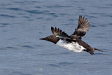 Bridled Guillemot