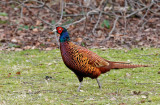 Pheasant