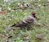 Redpoll