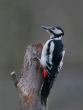 Female Great Spotted Woodpecker