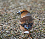 Hawfinch