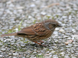 Dunnock