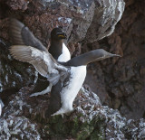 Bridled Guillemot and Razorbill