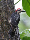 wet Black-cheeked Woodpecker