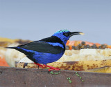 Red-legged  Honeycreeper male