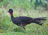 Crested Guan