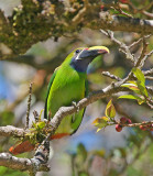  Blue-throated Emerald Toucanet