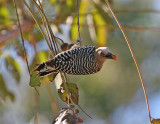  Hoffmanns Woodpecker