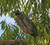 Yellow-crowned Night-Heron