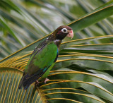 Brown-hooded Parrot