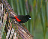  Scarlet-rumped Tanager