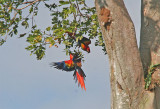 Scarlet Macaw