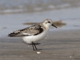 Juvenile Sanderling