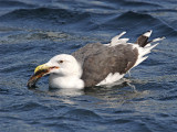 Great Black-backed Gull with flounder