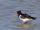 Oystercatcher