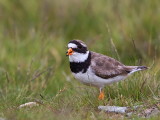 Ringed Plover