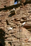 White doves on stone wall