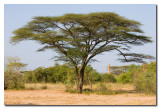 Acacia Africana y Termita  -  African Acacia and  Termite