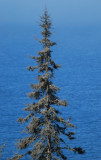 lone Spruce tree