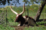 Longhorn cow