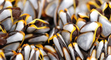 Pelagic Goose Barnacle Patterns