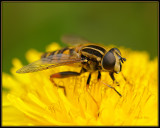 Pendelzweefvlieg - Helophilus pendulus