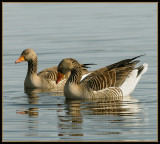 Grauwe Gans - Greylag Goose