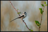 Staartmees Long -Tailed Tit