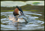 Fuut - Great Crested Grebe