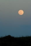 The moon in all its glory shines down on the Chihuahuan  Desert.