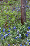 Bluebonnets
