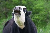 Moooooooooo!
