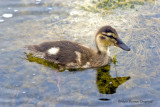 Canard Colvert Juvnile - Juvenile Mallard Duck
