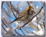 Roselin (Forme Jaune)- House Finch(Yellow species)