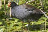 Poule deau - Common Moorhen