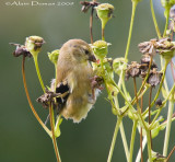 Chardonneret Jaune - American Goldfinch