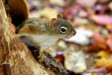 cureuil Roux - Fox Squirrel