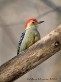 Pic  ventre roux Mle - Male Red-Bellied Woodpecker - 001