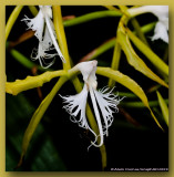 Epidendrum Ciliare