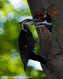 Grand Pic Femelle avec Juvniles - Female Pileated Woodpecker with Juveniles