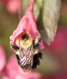 Bombus griseocollis DeG