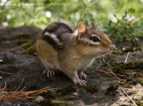 Tamia - Eastern Chipmunk